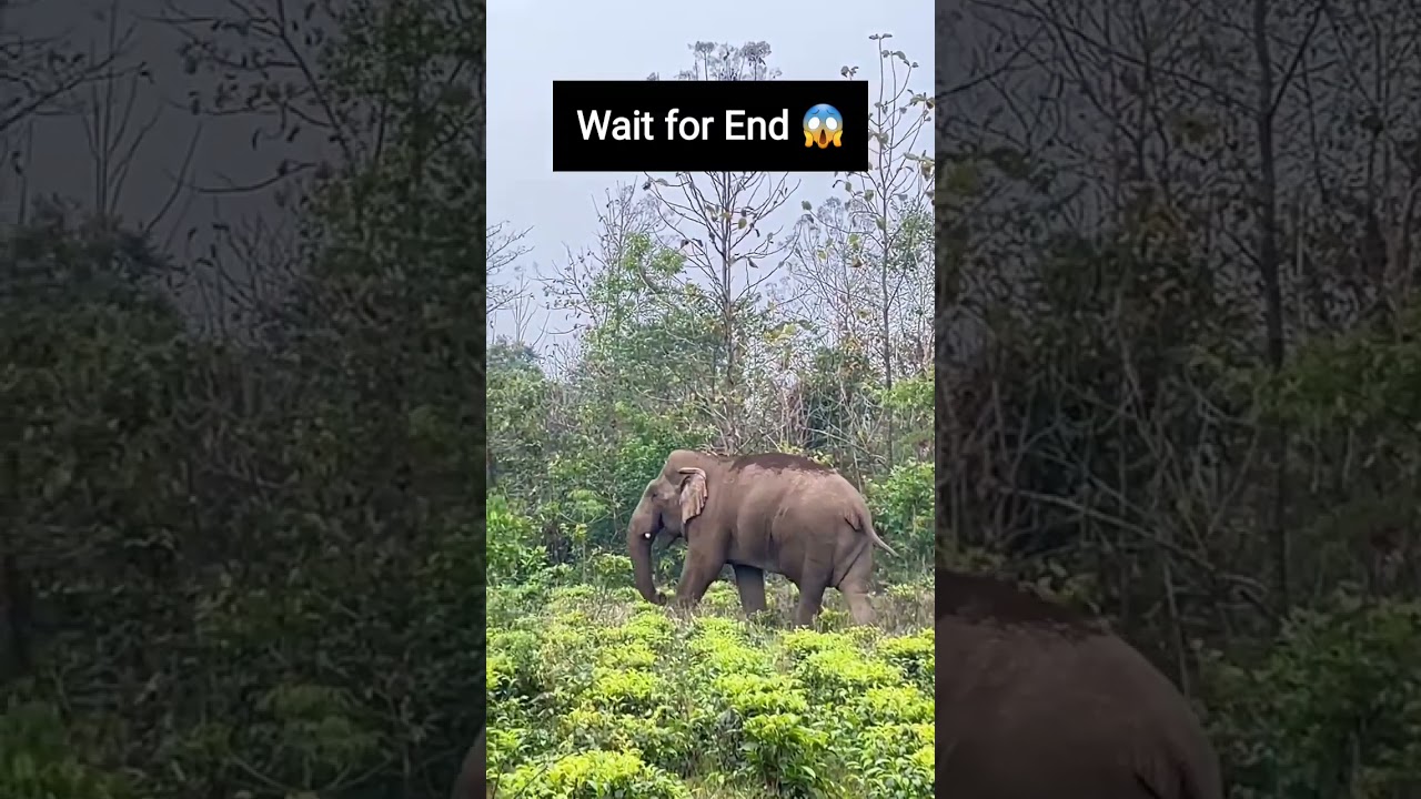 Elephant in Tea Garden Elephant Viral video 