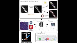 SynAPSeg Tutorial – Getting Started