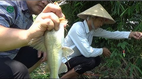 Câu cá lăng khủng, giật thật sướng tay - Fishing in Việt Nam | Sắc Màu VN