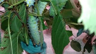 Cecropia Caterpillars
