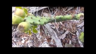 Plant/tree identification and uses: near coast (1 of 2)