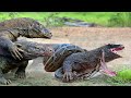 Worlds deadliest monster lizards  komodo dragon vs python