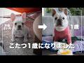 【祝1歳】フレンチブルドッグこたつが1歳の誕生日を迎えました【kotatsu vlog】