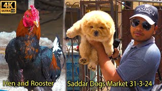 Saddar Dogs Market Karachi 31324 | Hen and Rooster | سوق للدواجن والكلاب | कुत्तों का बाज़ार
