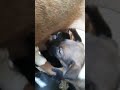 puppies sucking mother&#39;s milk