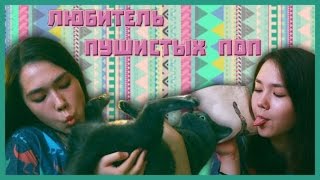 🐱 Любитель Пушистых Поп 🐱