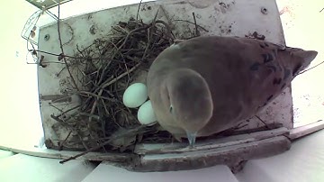 Blink Cameras Used to Monitor Bird Nest Hatching
