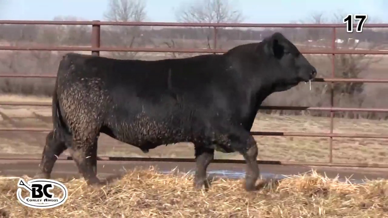 angus tasty Bill Conley Angus Lot 17
