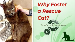 Why Foster a Rescue Cat? #catvideos #cat #catlover
