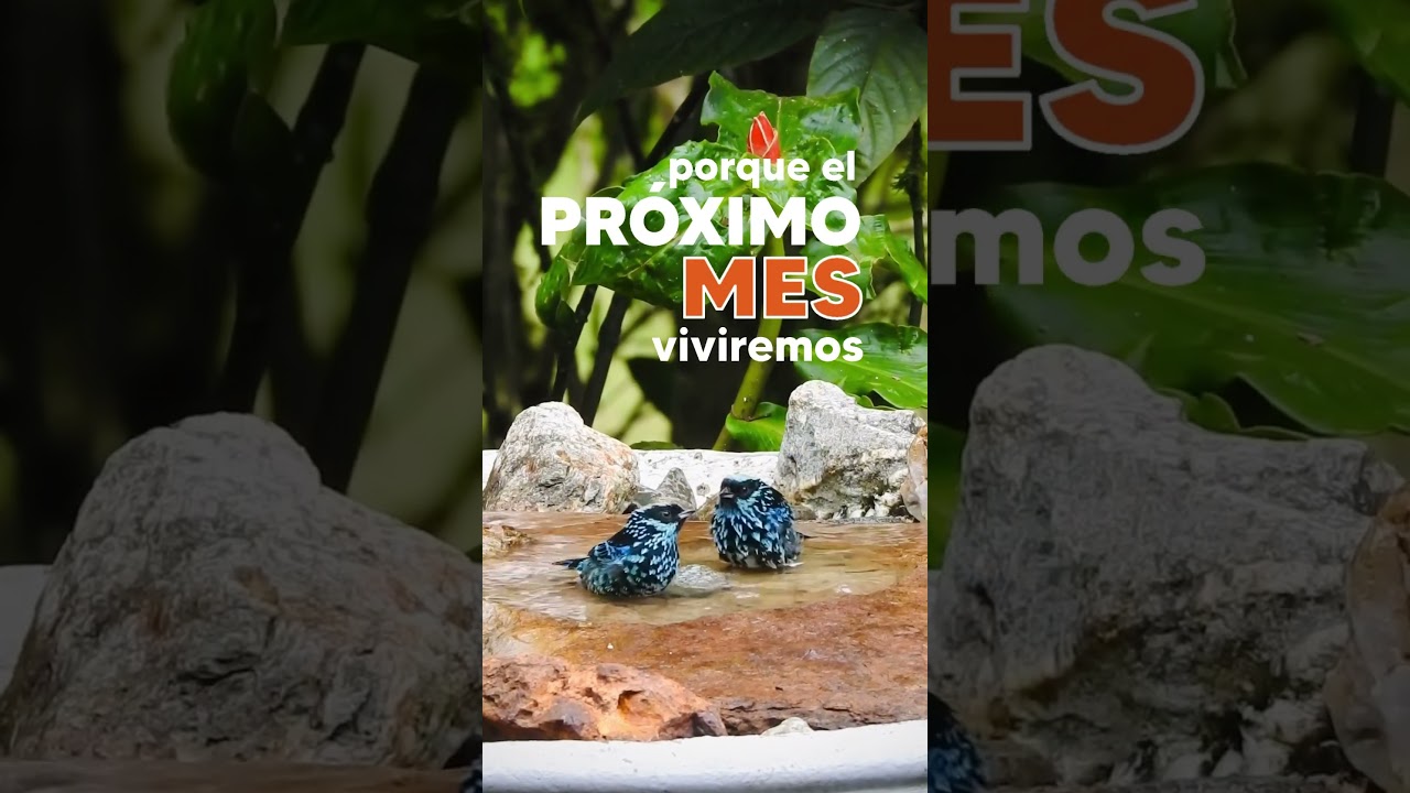 Llegó el 2025 y estamos motivados y listos para darte la bienvenida a la próxima Colombia Birdfair.