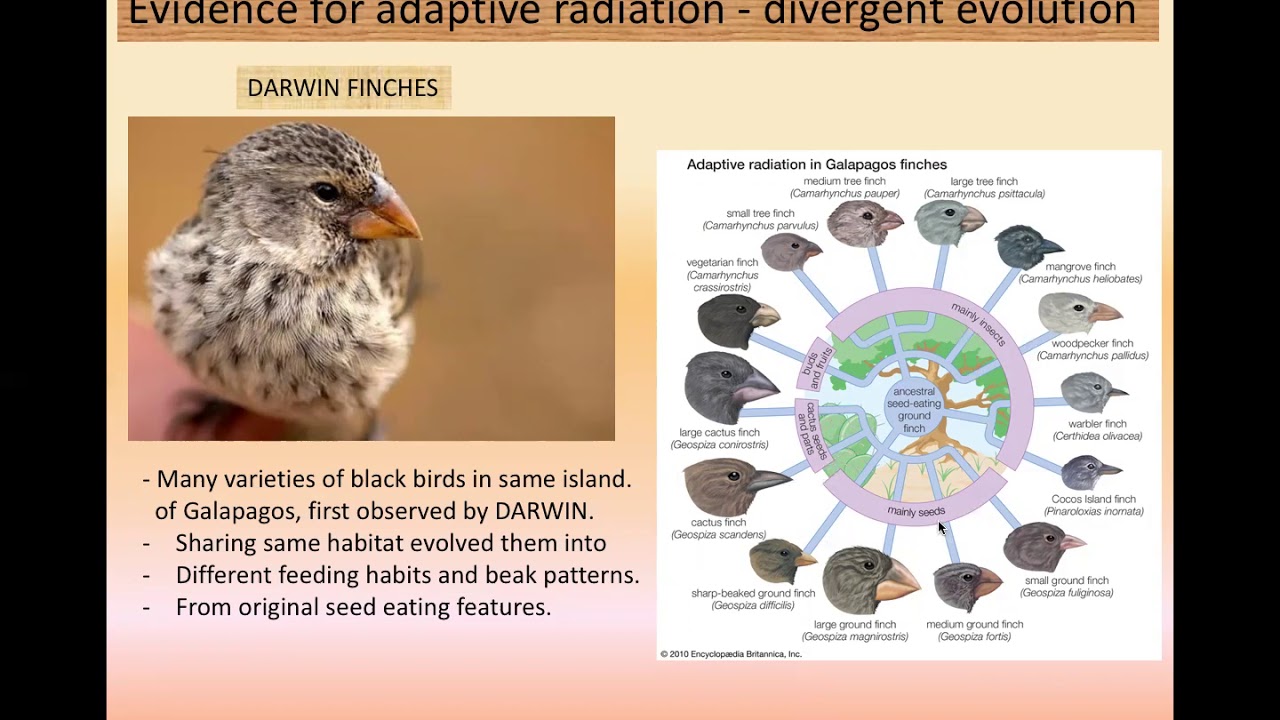 EVOLUTION - 5- EVIDENCE OF EVOLUTION- DARWIN FINCHES - VARIETIES OF ...