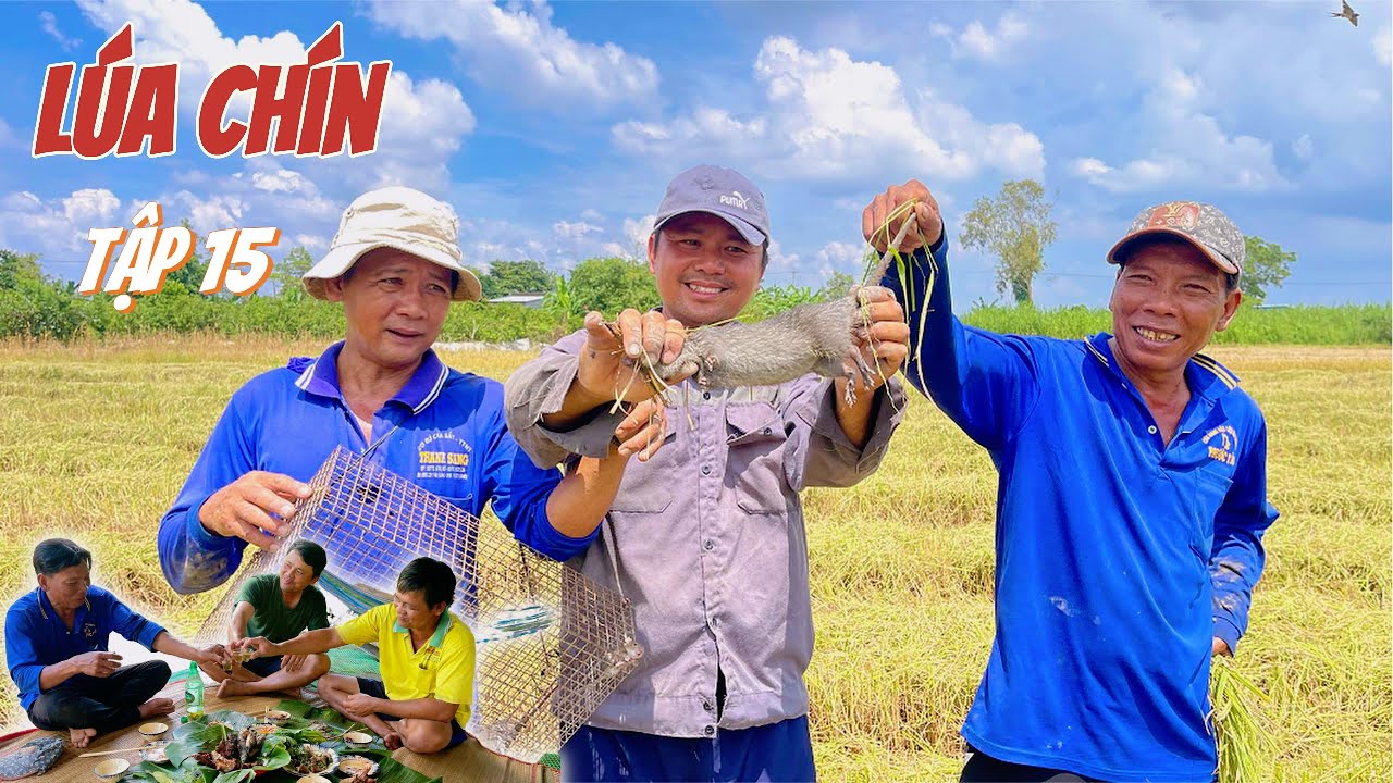 Lúa Anh 3 Thu Hoạch ,  4 Anh Em R.ượt Chuột Làm Mồi  