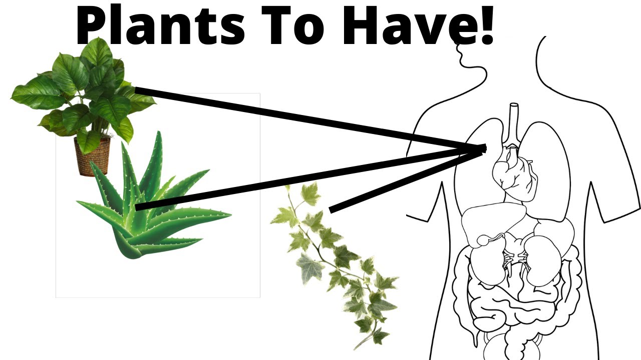 5 healthiest plants to have in your house YouTube