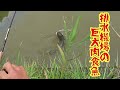 【雷魚釣りコラボ遠征】カエル丸飲み!! 排水機場の巨大肉食魚を釣り上げた！snake head fishing in Japan