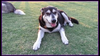 Happy Husky Dog Park Adventures 5