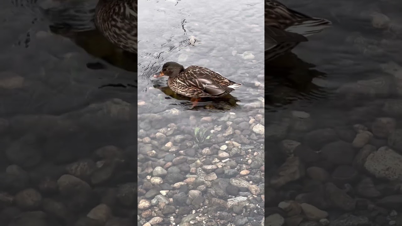 Rest, water, yawn, repeat 