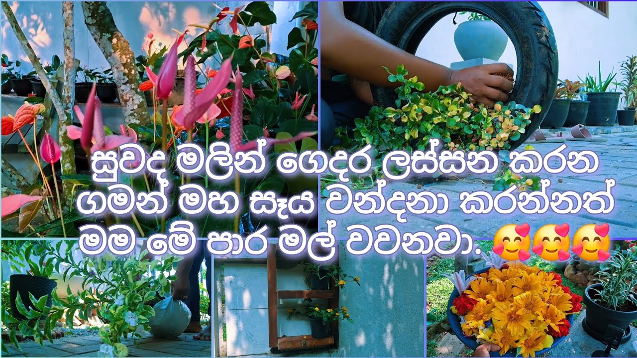 මොකක්ද ගාර්ඩ්න් එකට උනේ...😲😲😲😲😲😲 මෙච්චර මල් 😲#gardening.gardening ideas
