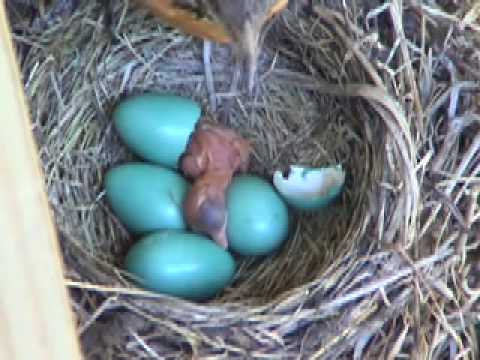 How long do baby robin birds stay in the nest Baby Robin Hatching Youtube