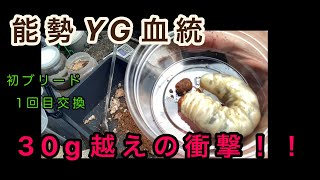 能勢YG血統 初ブリード　1回目交換でも30g越えの衝撃！！