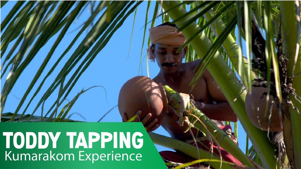 Toddy Tapping - Experience Kumarakom - YouTube