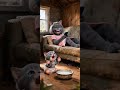 “The Nurse Switched the Babies 😱 | Emotional Cat Story Part 1” #for you page #emotionalstory #AI