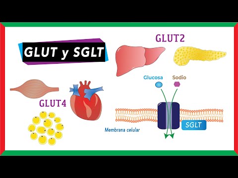 Video: ¿Qué transportadores de glúteos son independientes de la insulina?