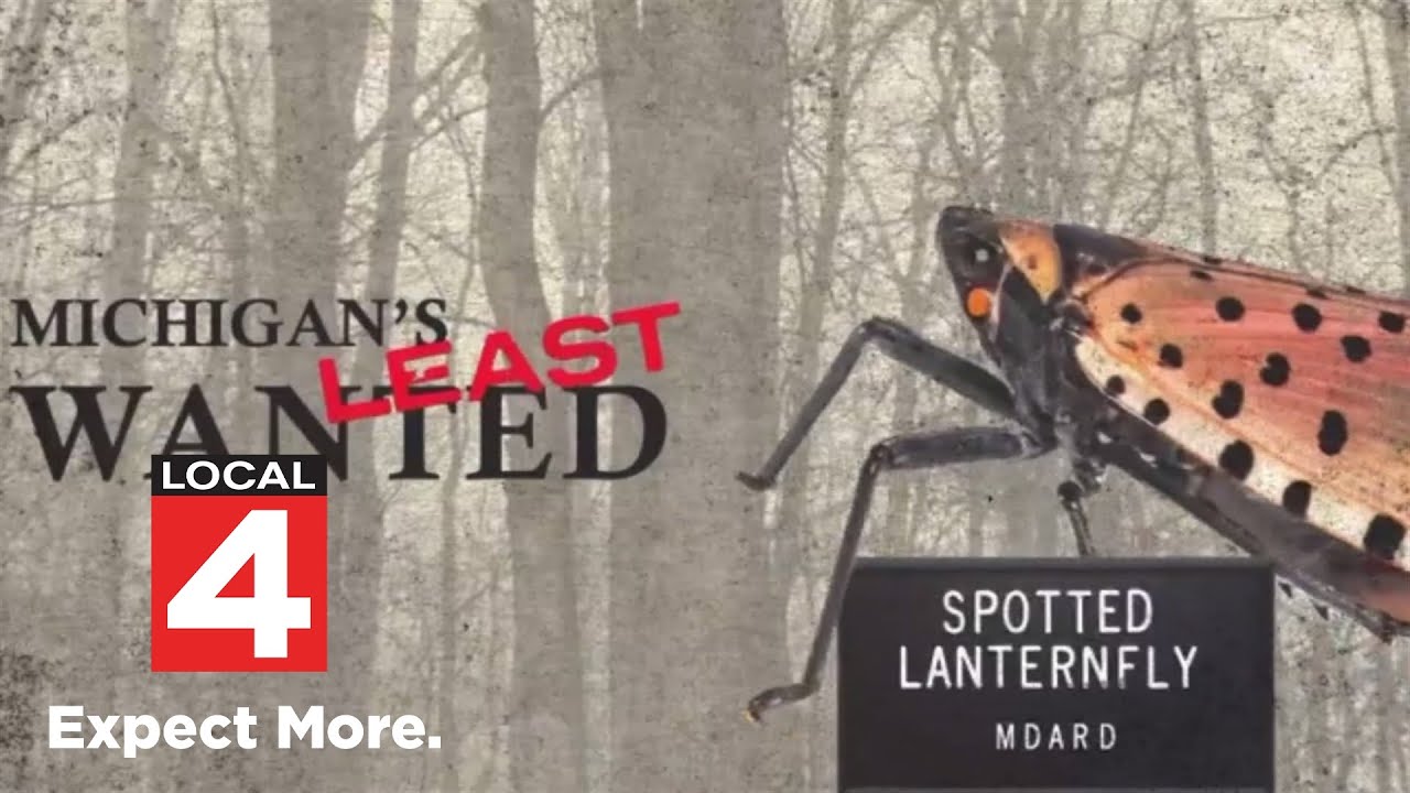 What to know about the invasive spotted lanternfly in Michigan