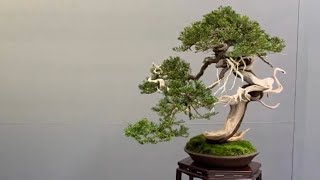 Exhibition bonsai in Madrid Spain part 2 screenshot 2