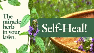 Self-Heal Health Benefits, Medicinal Uses How To Identify