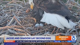 Jackie And Shadow Lay Second Egg