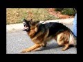 Port Chester Dog Training | Obedience Port Chester Dog Training Port Chester Dog Training | Obedience Port Chester Dog Training