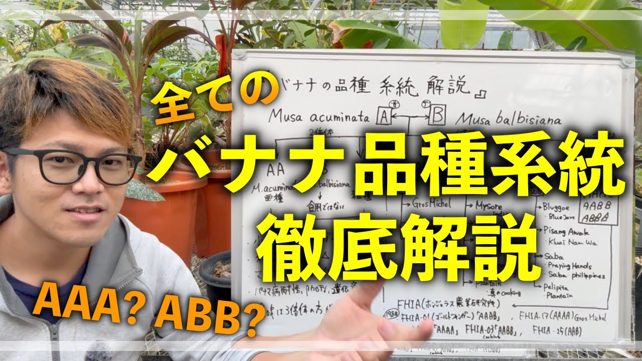 全てのバナナの品種系統を徹底的に解説します！