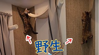 【DIY登る猫】猫大喜び！猫の遊び場をサイザル麻の手織りのラグで実現！