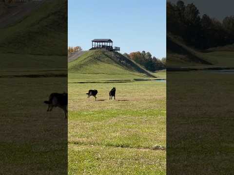 The Perfect Day! Hanging with my German Shepherds