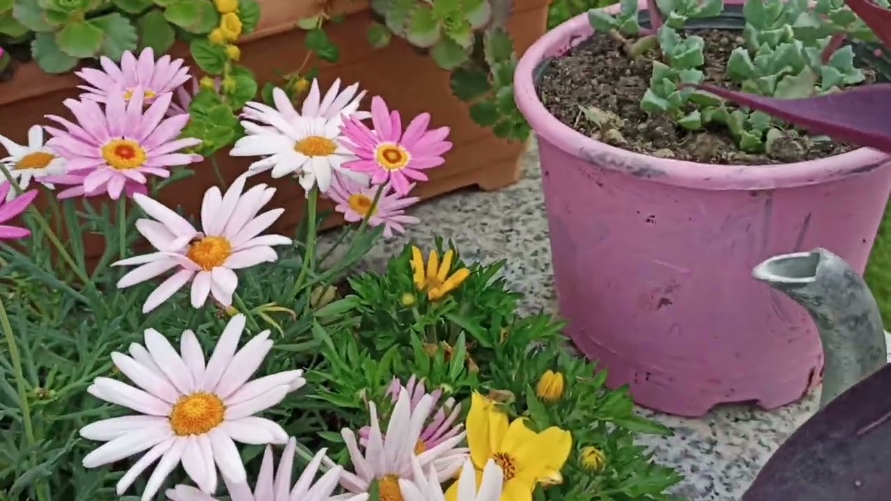 💐🌺🦋💕Bidens levisya