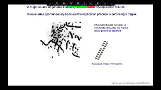 Fidelity and infidelity during repair of a broken chromosome-James Haber