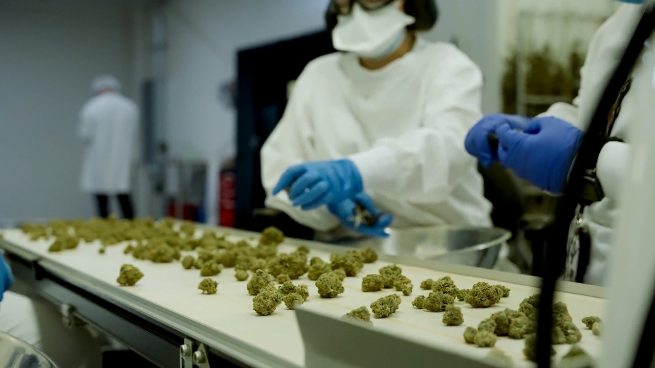 Commercial Cannabis Trimmer - M108S | Mobius