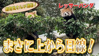 レッサーパンダ、高いところから失礼します。