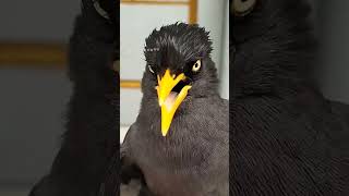 Download Lagu JALAK KEBO NGEROL GACOR#trending #shortvideos #burung #jalakkebo #subcreb #like MP3