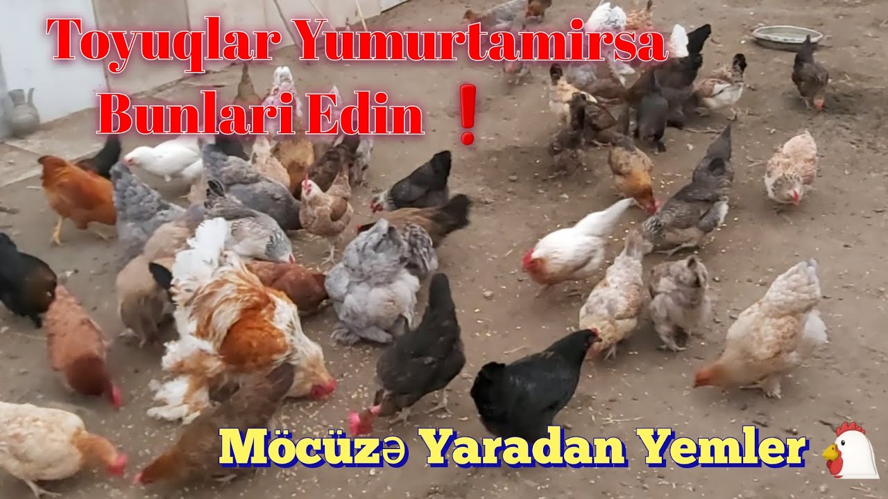 Yumurta Sayini 2 Qat Artirmaq Isteyirsizse Bu Videoya Mütleq Baxin❗