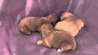 Apricot Cockapoos for sale|Shipping $150|FL,MD,MA
