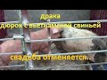 Драка  вьетнамской свиноматки и дюрка молодого// Свадьба откладывается