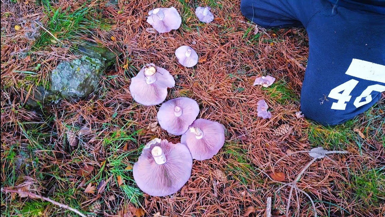LEPISTA NUDA ( PIE AZUL) , BROTADA MUY BUENA🍄 30/12/2022