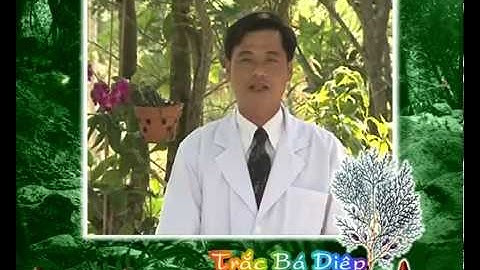 Cây Trắc Bá Diệp - Vị thuốc chữa bệnh