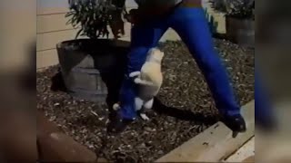 Pinky The Cat