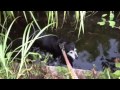 用水路にハマった犬