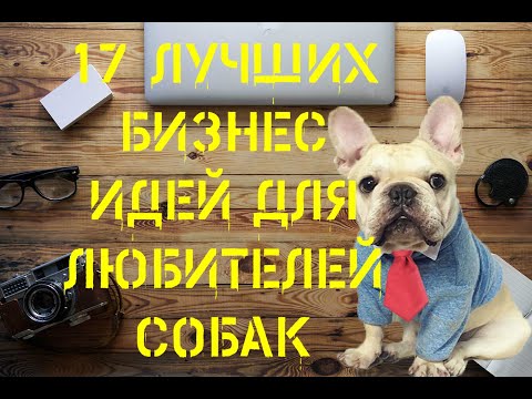 Видео: 5 из лучших компаний для любителей собак работать в