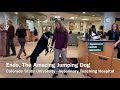 Endo the amazing jumping dog loveland reporterherald
