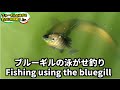 ブルーギル泳がせ釣りやってみた！　Bass fishing in Japan