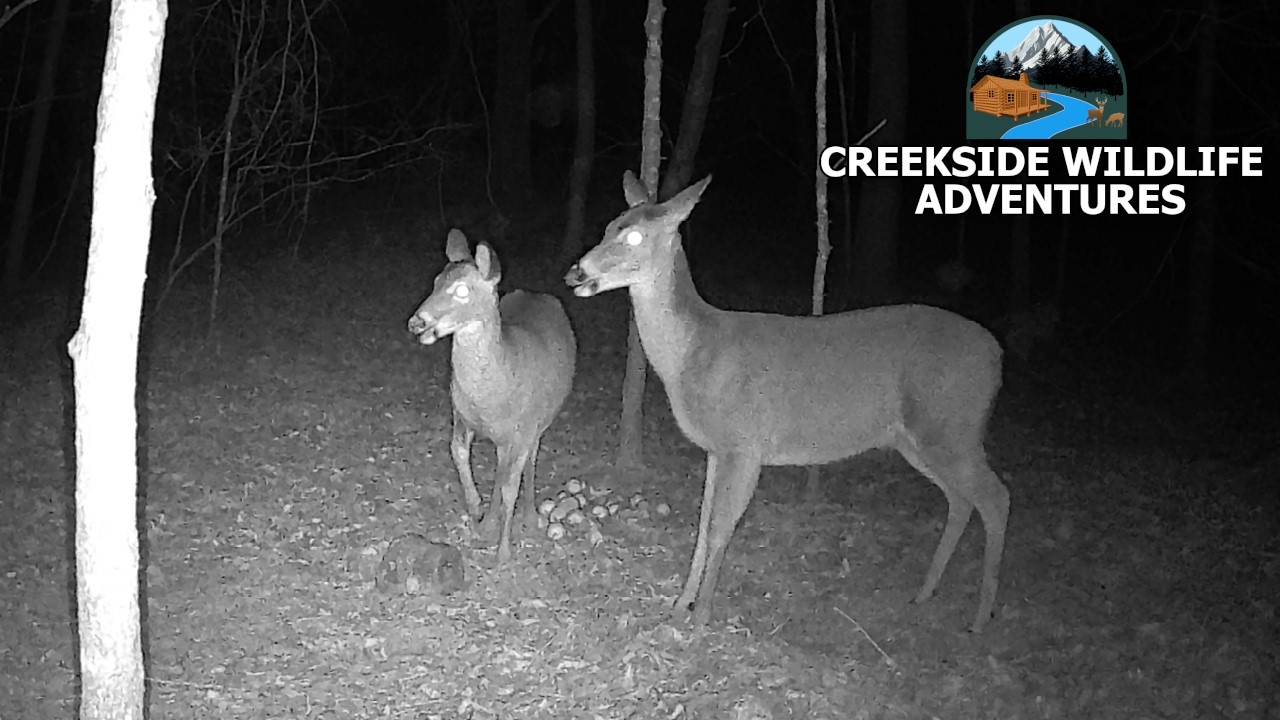 Deer Family Looks For Snacks During Ice Storm
